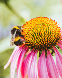 Close-up of bee pollinating on pink flower