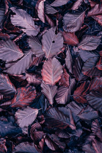 Full frame shot of dry leaves