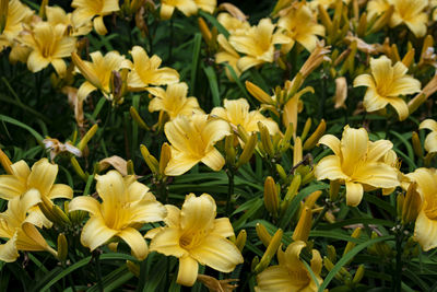 Close-up of yellow flowering plants