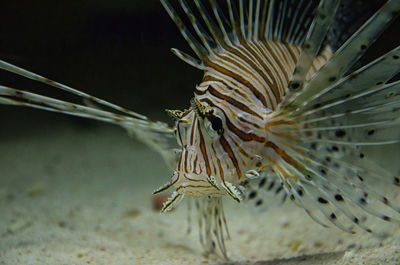 lionfish