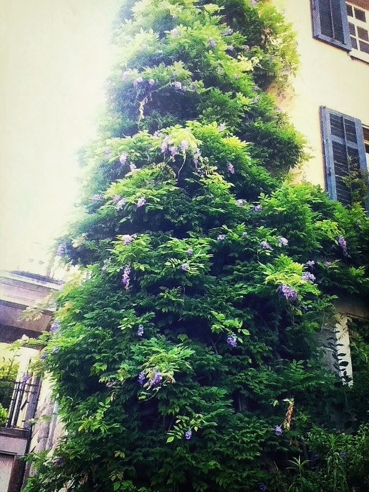 tree, growth, plant, green color, built structure, building exterior, architecture, nature, lush foliage, growing, house, beauty in nature, ivy, day, no people, green, outdoors, sunlight, tranquility, wall - building feature