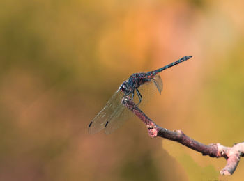 Close-up of insect on twig