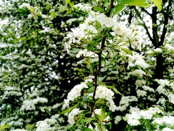 Close-up of white flowering plant