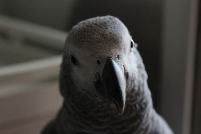 Close-up portrait of a bird