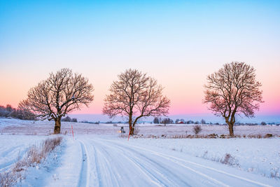 Trees at a snowy winter road in the sunset