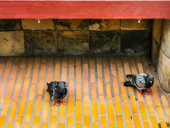 High angle view of birds on wall