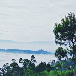 Scenic view of forest against sky