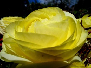 Close-up of yellow rose blooming outdoors