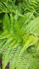 Full frame shot of fern leaves