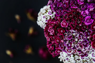 Close-up of pink rose flower