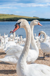 Swan in a lake