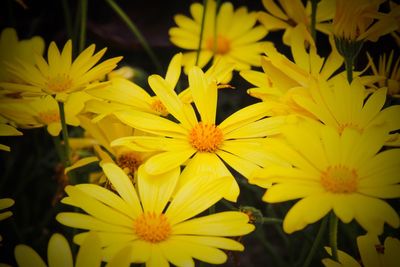 Close-up of yellow flower