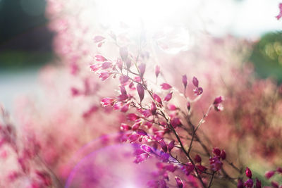 Close-up of pink cherry blossom