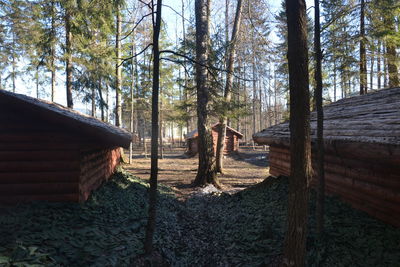 Log cabins in forest