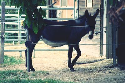 Donkey standing by railing