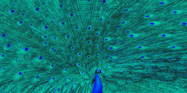 Close-up of peacock feathers