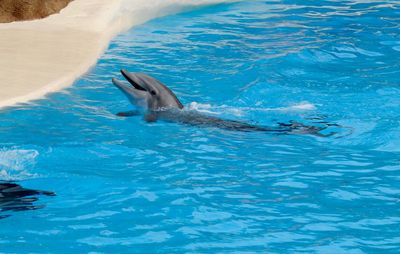 Dolphin swimming in sea