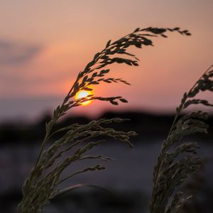 Silhouette of grass at beach sunset