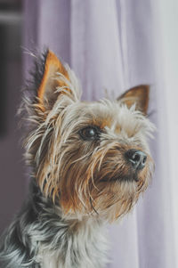 Close-up portrait of a dog