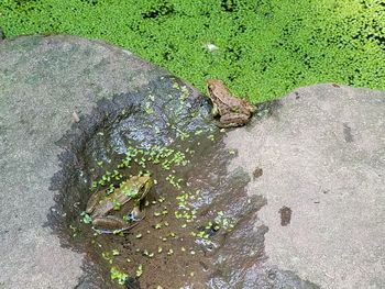 High angle view of lizard on rock