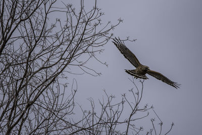 Low angle view of eagle flying against clear sky