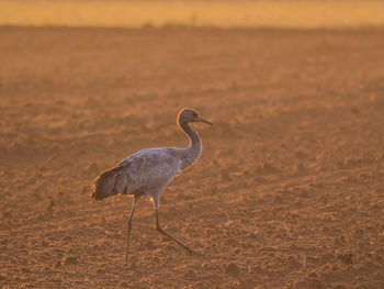 View of bird on beach