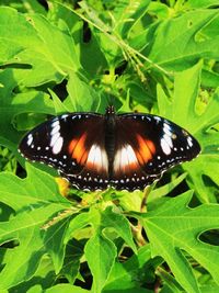 Close-up of butterfly on leaf