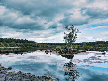 Blakemere moss in delamere forest. lonely tree.