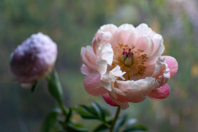 Close-up of pink flowering plant