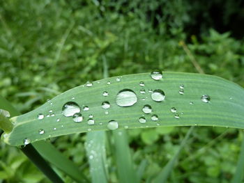 Close-up of wet grass