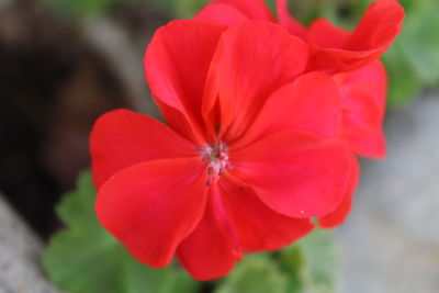 Close-up of red flower blooming outdoors