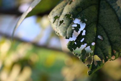 Close-up of butterfly on plant