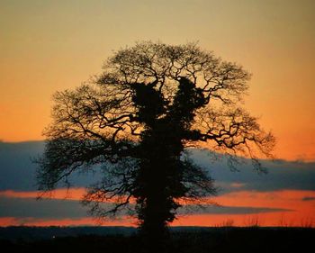 Silhouette of trees at sunset