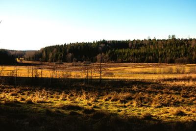 Scenic view of forest against clear sky