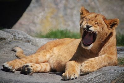 Close-up of ginger cat yawning