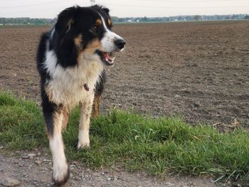 Dog looking away on field