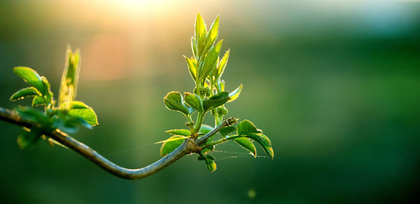 Close-up of plant