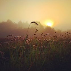 Plants growing on field at sunset