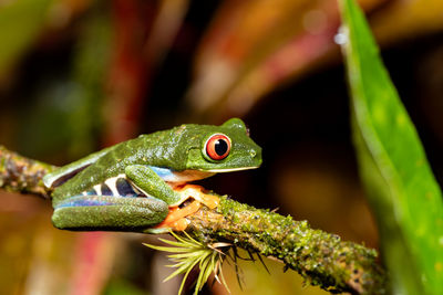 Close-up of frog on plant