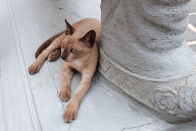 High angle view of brown cat