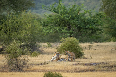 View of an animal on field