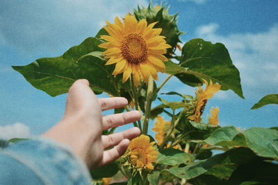 Close-up of hand holding sunflower