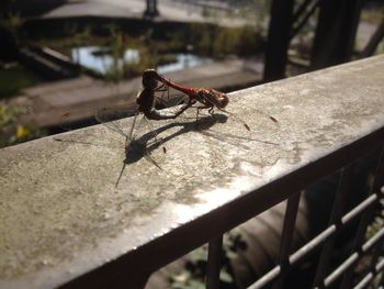 Close-up of insect on wood