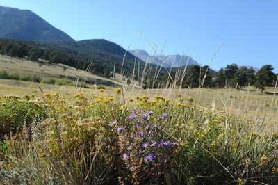 Scenic view of flowering plants on field against sky