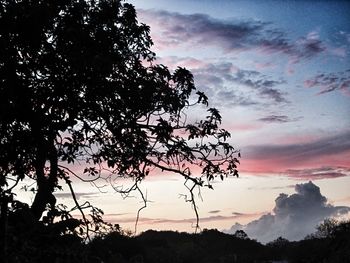 Low angle view of silhouette tree against sky