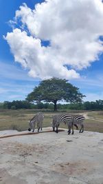 zebra