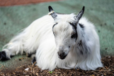 Portrait of white dog on land