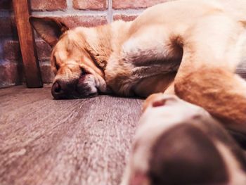 Close-up of a dog sleeping
