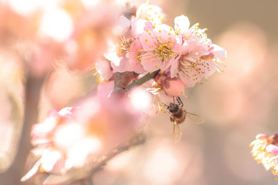 Close-up of pink cherry blossoms