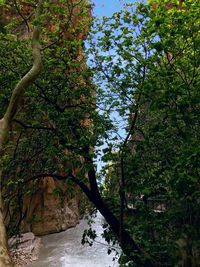 Trees against sky